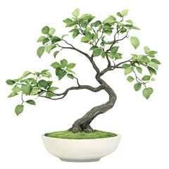 A beautiful bonsai tree in a stylish pot, showcasing intricate branches and vibrant green leaves, perfect for home decor.