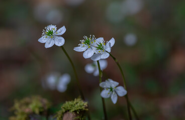 日本の兵庫県の山に咲くバイカオウレン