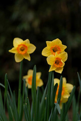 川のほとりに咲くラッパスイセン