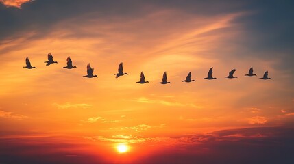Silhouette of a flock of birds flying in formation across the sky 