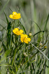 Marigold, yellow flowers bloom in the steppe