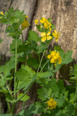 celandine blooms near an old stump