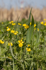 Marigold, yellow flowers bloom in the steppe
