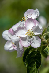 Apple tree flowers close up
