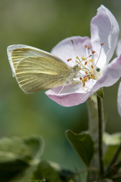 Apple tree flowers close up