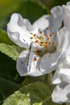 Apple tree flowers close up