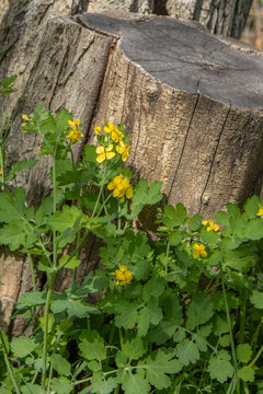 celandine blooms near an old stump