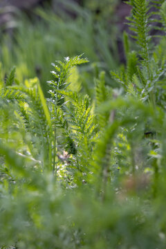 Green Yarrow leaves with bold leaves