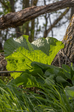 Large green burdock leaf
