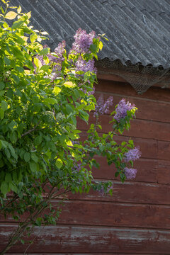 Blooming lilac branch of an old house