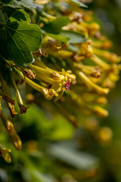 Yellow flowers - currant blossoms