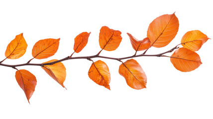 Naklejka premium Autumn Branch with Orange Leaves Isolated on Transparent Background, Natural Seasonal Foliage