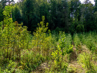 Obraz premium Wiederaufforstung nach Abholzung im Mischwald