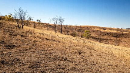 Fototapeta premium A barren hillside with dry shrubs and no trees, the result of prolonged dry season conditions.