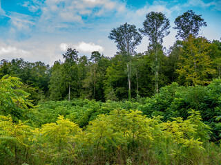 Wiederaufforstung nach Abholzung im Mischwald