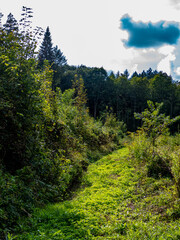 Obraz premium Wiederaufforstung nach Abholzung im Mischwald