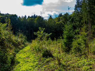 Wiederaufforstung nach Abholzung im Mischwald