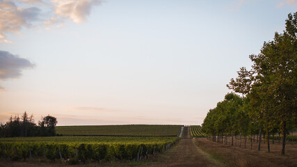 Naklejka premium Evening view of the Chenonceau vineyards.