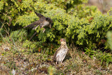 Meadow pipit feeding its chick