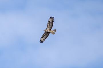 common buzzard in flight