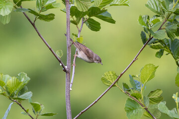 Common whitethroat on a branch