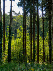 Wiederaufforstung nach Abholzung im Mischwald