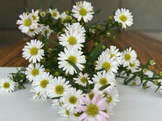 Obraz premium daisies in a basket