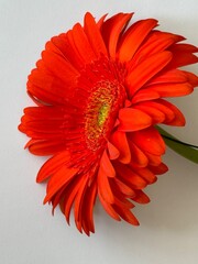 red gerbera daisy, red gerber, on white background