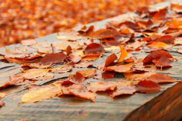 Canfaito - autunno