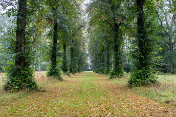 path in autumn forest