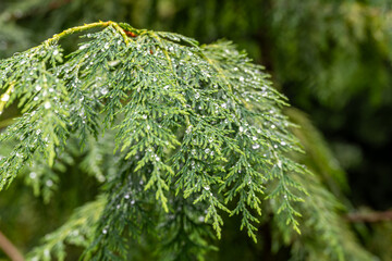 western red cedar
