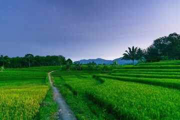 indonesia beauty landscape paddy fields in north bengkulu natural beautiful morning view from Indonesia of mountains and tropical forest