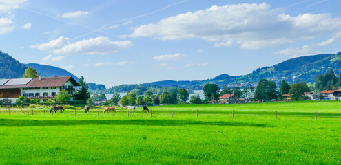 Pferdeweide am Schliersee Bayern