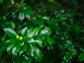 Fresh green leaves on rainy day for nature and environment background