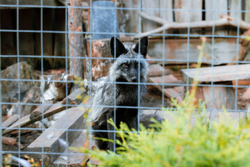 black fox wild animal shelter caged creature who need rescue and medicine help fence foreground outdoor place