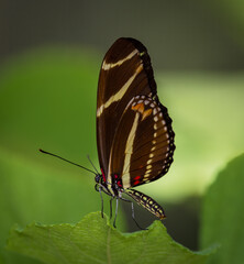 The zebra longwing butterfly