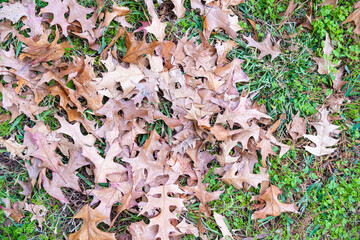 dried brown leaves falling on green grass