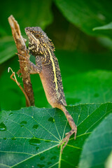The Taiwan Japalure (Japalura swinhonis) is a species of lizard native to Taiwan. It is a small, agile reptile with a greenish-brown body and a distinctive crest along its back.
