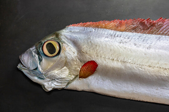 the closeup image of Slender ribbonfish (Trachipterus ishikawae)	speicmen, a deep-sea species found in the Pacific Ocean. It has a long, ribbon-like body with a silvery sheen.