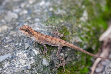 The Taiwan Japalure (Japalura swinhonis) is a species of lizard native to Taiwan. It is a small,...