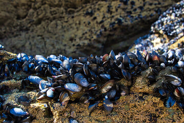 Close-Up of Black Mussels on Rocky Shore at Mawgan Porth Beach, Newquay, Cornwall