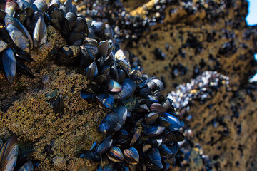 Close-Up of Black Mussels on Rocky Shore at Mawgan Porth Beach, Newquay, Cornwall