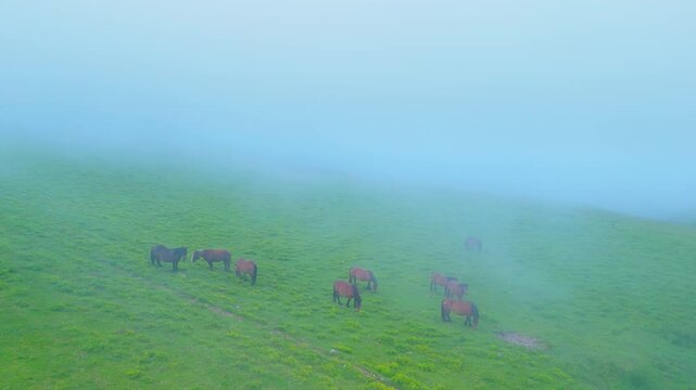 Herd of mares in the meadows of Puertos de Sejos in the Sierra del Cordel. Campoo Cabu&eacute;rniga Association. Saja Natural Park. Cantabria. Spain. Europe