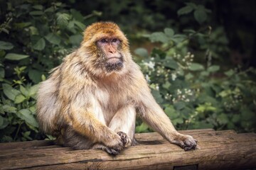 Barbary macaque sitting on a wooden bench
