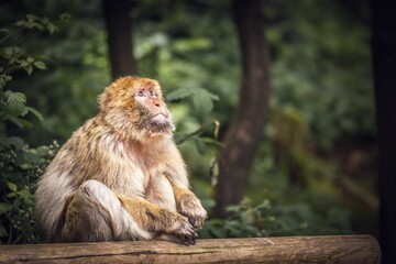 Barbary macaque sitting on a log in a forest