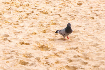 Pigeon pigeons bird birds walking on the beach sand Mexico.