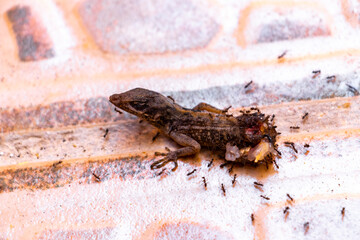 Half lizard still breathing and being eaten by ants Mexico.