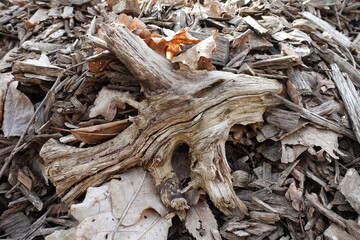 A piece of wood on dry leaves