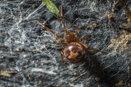 Triangulate cobweb spider on its web