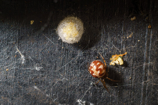 Triangulate cobweb spider with its egg sack

